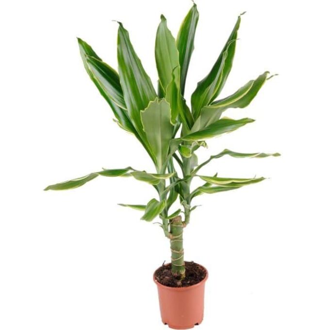 Dracaena Fragrans Golden Coast (Drachenbaum)