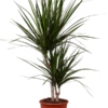 Dracaena Marginata Gernundeter Drachenbaum