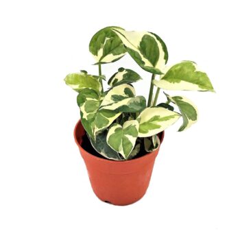 Epipremnum Aureum N'Joy