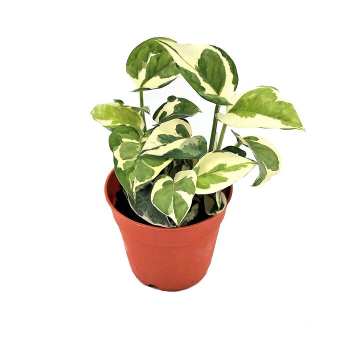 Epipremnum Aureum N'Joy
