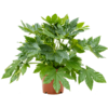 Fatsia Japonica (Zimmeraralie)