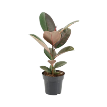 Ficus elastica pink camouflage gummibaum 17