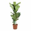 Ficus Lyrata 21 Geigenfeige