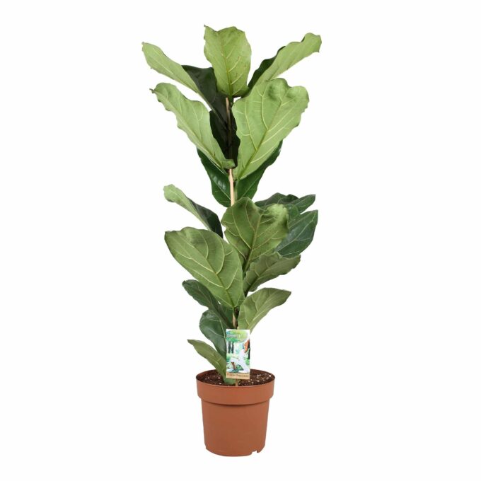 Ficus Lyrata 21 Geigenfeige