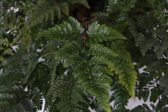 Humata tyermannii 3__17h_plantlovers_35