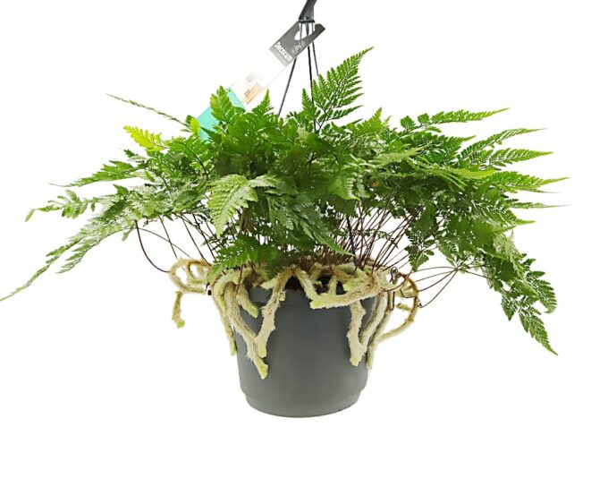 Humata Tyermannii (Hasenpfotenfarn)