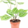 maranta kerchoveana Korbmarante 12_plantlovers_30