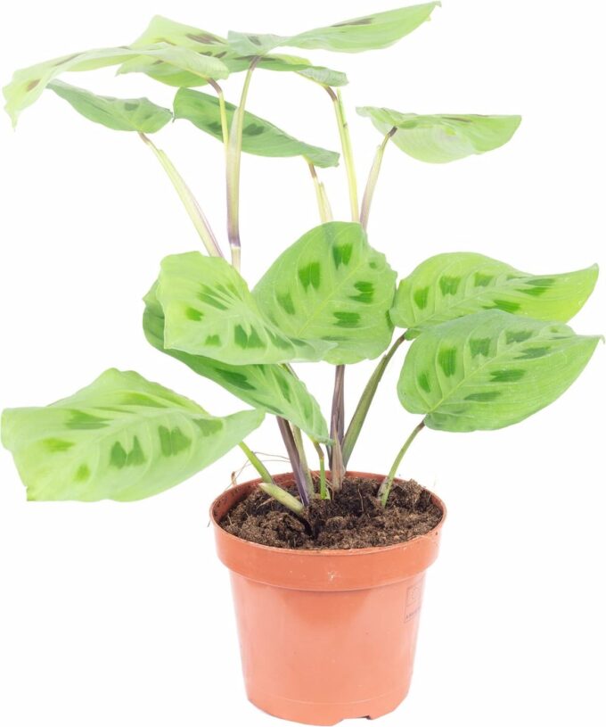 maranta kerchoveana Korbmarante 12_plantlovers_30