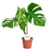 Monster Deliciosa Variegata Fensterblatt 17 plantlovers 50 1