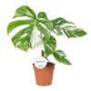 Monster Deliciosa Variegata Fensterblatt 17 plantlovers 50 2
