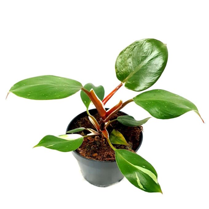 Philodendron White Knight 15 plantlovers 30
