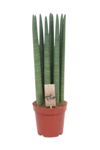 Sansevieria Cylindrica Straight Afrikanisches Speerblatt 17 plantlovers 60