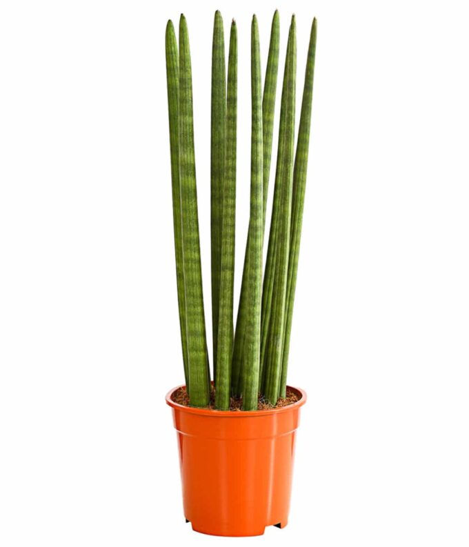 Sansevieria Cylindrica Straight plantlovers Bogenhanf