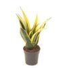 Sansevieria Gold Flame (Bogenhanf)
