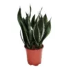Sansevieria Trifasciata Silver Flame Bogenhanf 21