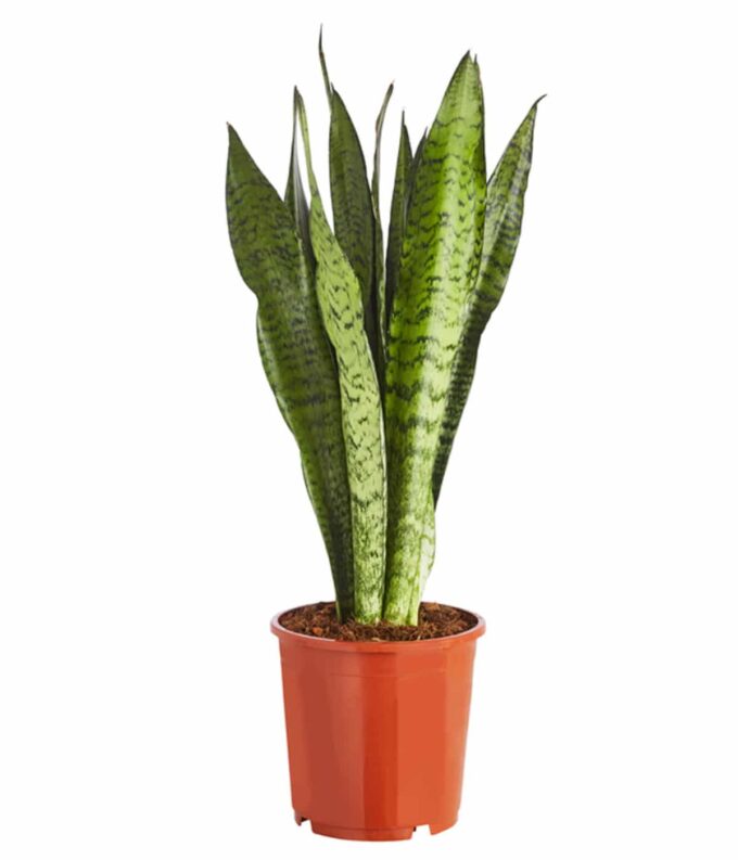 Sansevieria Trifasciata Zeylanica Schwiegermutterzunge Teufelszunge