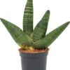 Sansevieria boncellensis