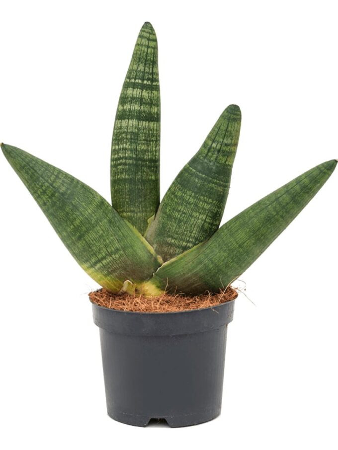 Sansevieria boncellensis