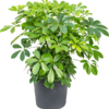 Schefflera Arboricola Strahlenaralie