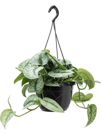 Scindapsus Pictus Trebie Exotica Gefleckte Efeutute Ampel
