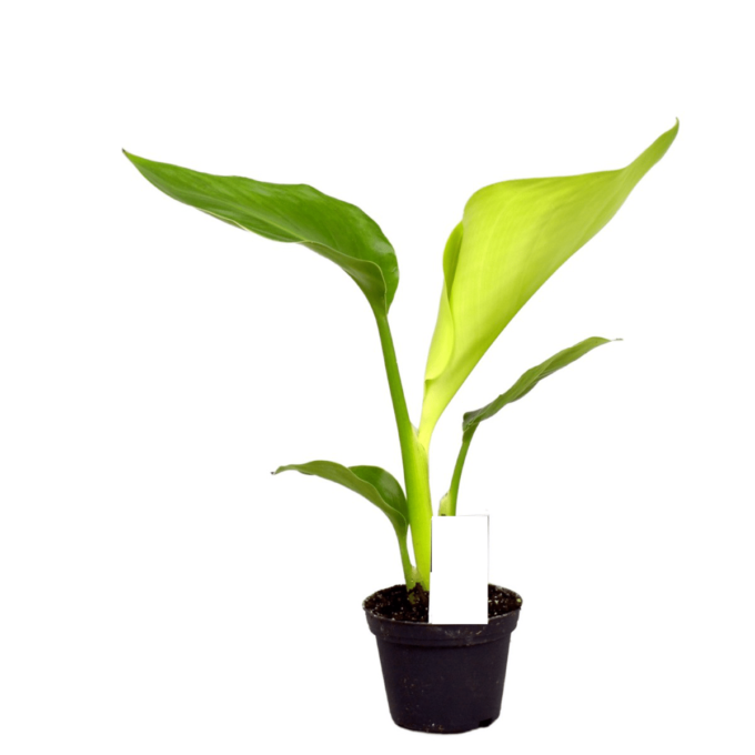 Strelitzia Nicolai Baumstrelitzie