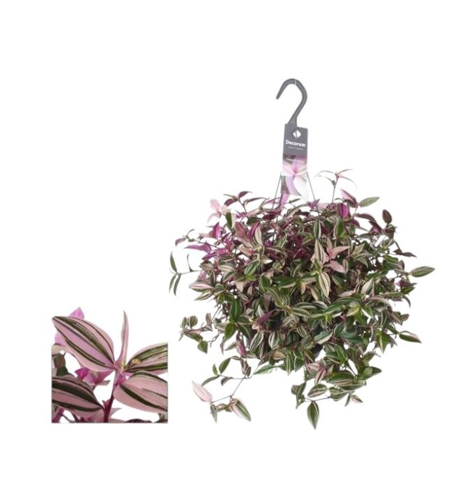 Tradescantia-Fluminensis-Quadricolor-h17-plantlovers-40-2