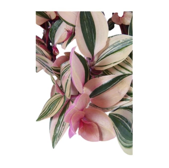 Tradescantia Fluminensis Quadricolor 17er Hängetopf – Bild 3