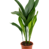 aspidistra elatior Schusterpalme