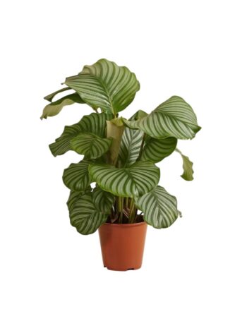calathea orbifolia gross