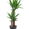yucca elephantipes 2er 17