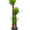 yucca elephantipes 3er Tuff