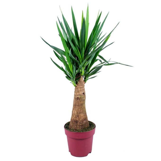 yucca elephantipes stamm