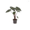 Alocasia Sarawakensis Yucatan Princess (Pfeilblatt) 35er Topf