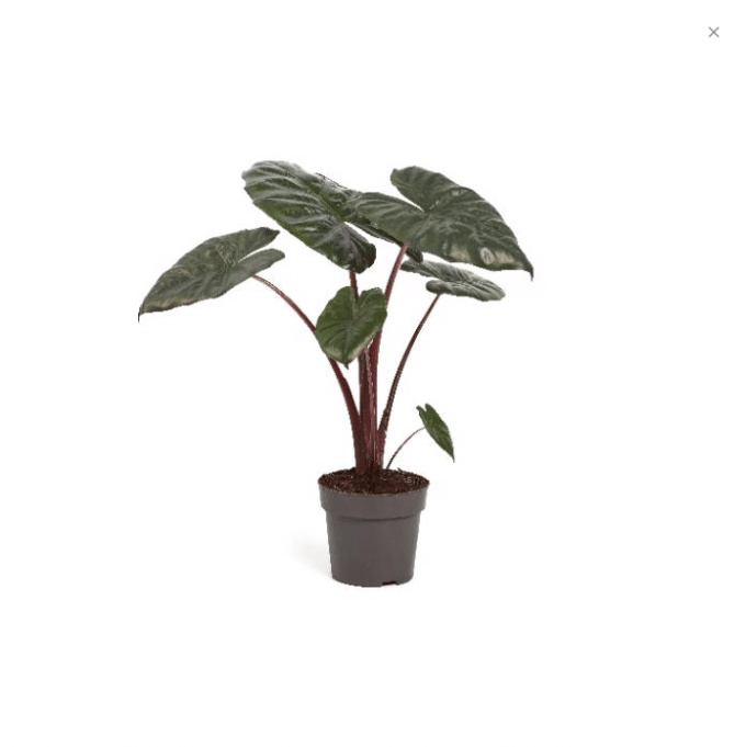 Alocasia Sarawakensis Yucatan Princess (Pfeilblatt) 17er Topf