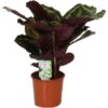 Calathea Mediallon Korbmarante 14 plantlovers 50