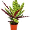 Calathea Lancifolia