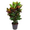 Codiaeum Croton Petra Wunderstrauch