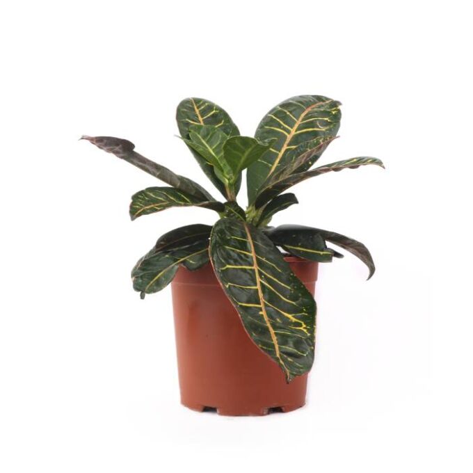 Codiaeum Croton Petra Wunderstrauch
