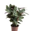 Ctenanthe Oppenheimiana