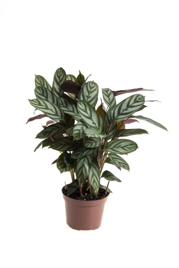 Ctenanthe Oppenheimiana