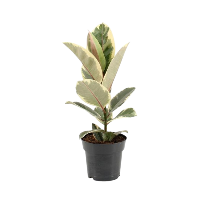 Ficus Elastica Thieneke 17 plantlovers 55
