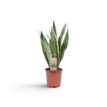Sansevieria Trifasciata Laurentii 14