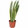 Sansevieria Trifasciata Laurentii Bogenhanf Schwigermutterzunge