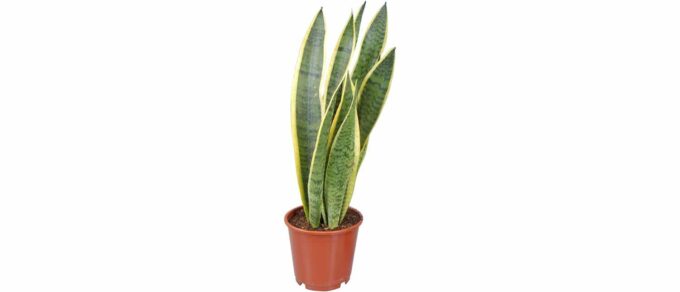 Sansevieria Trifasciata Laurentii Bogenhanf Schwigermutterzunge