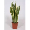 Sansevieria Trifasciata Laurentii Bogenhanf Schwigermutterzunge