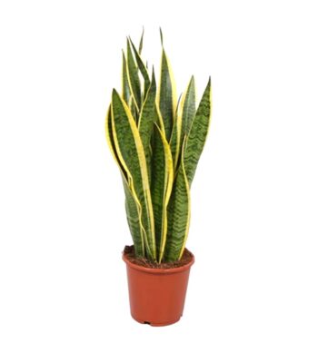 Sansevieria_Trifasciata_laurentii_21_plantlovers_80