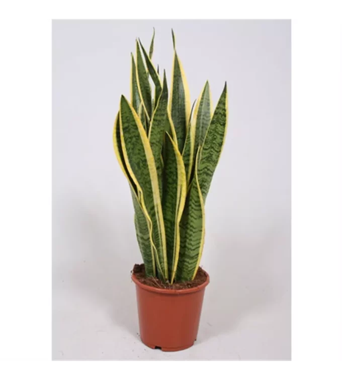 Sansevieria Trifasciata Laurentii Bogenhanf Schwigermutterzunge