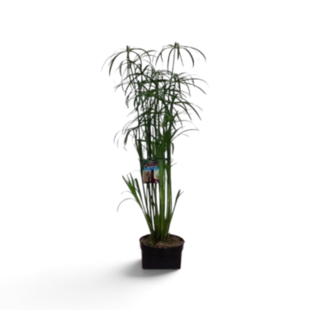 cyperus glaber zyperngras 1