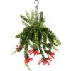 Aeschynanthus Twister Schamblume