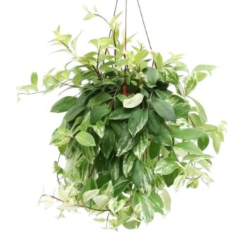Aeschynanthus_Variegata_Schamblume_15h_plantlovers